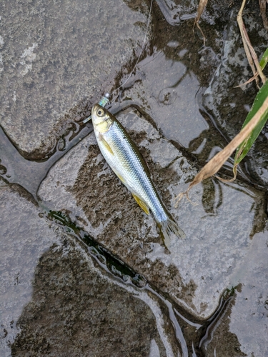 カワムツの釣果