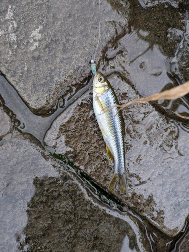 カワムツの釣果