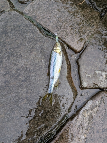 カワムツの釣果