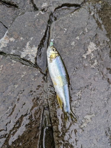 カワムツの釣果