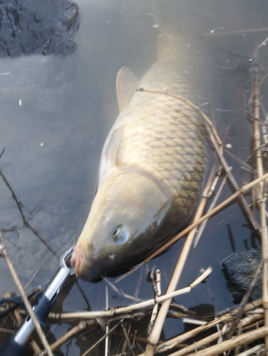 コイの釣果