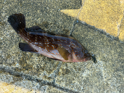 キジハタの釣果