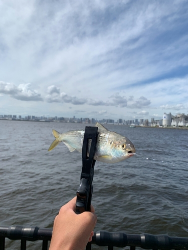 コノシロの釣果