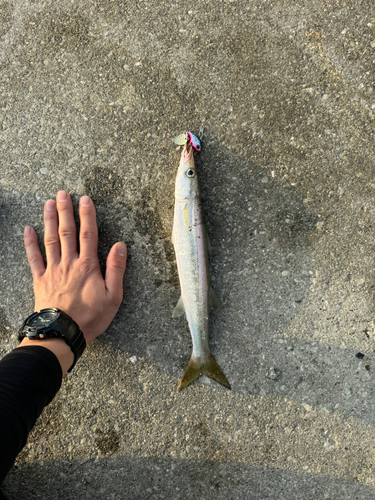 カマスの釣果