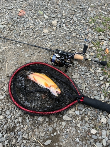 アルビノニジマスの釣果