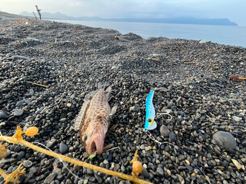 ソウダガツオの釣果