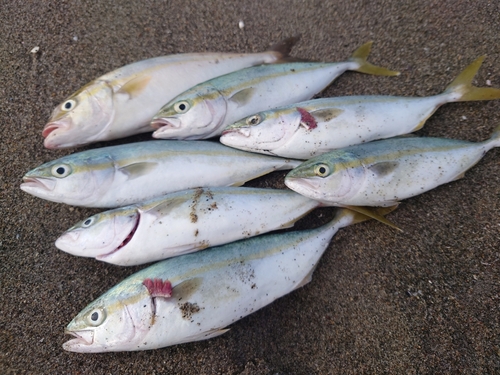 ワカシの釣果