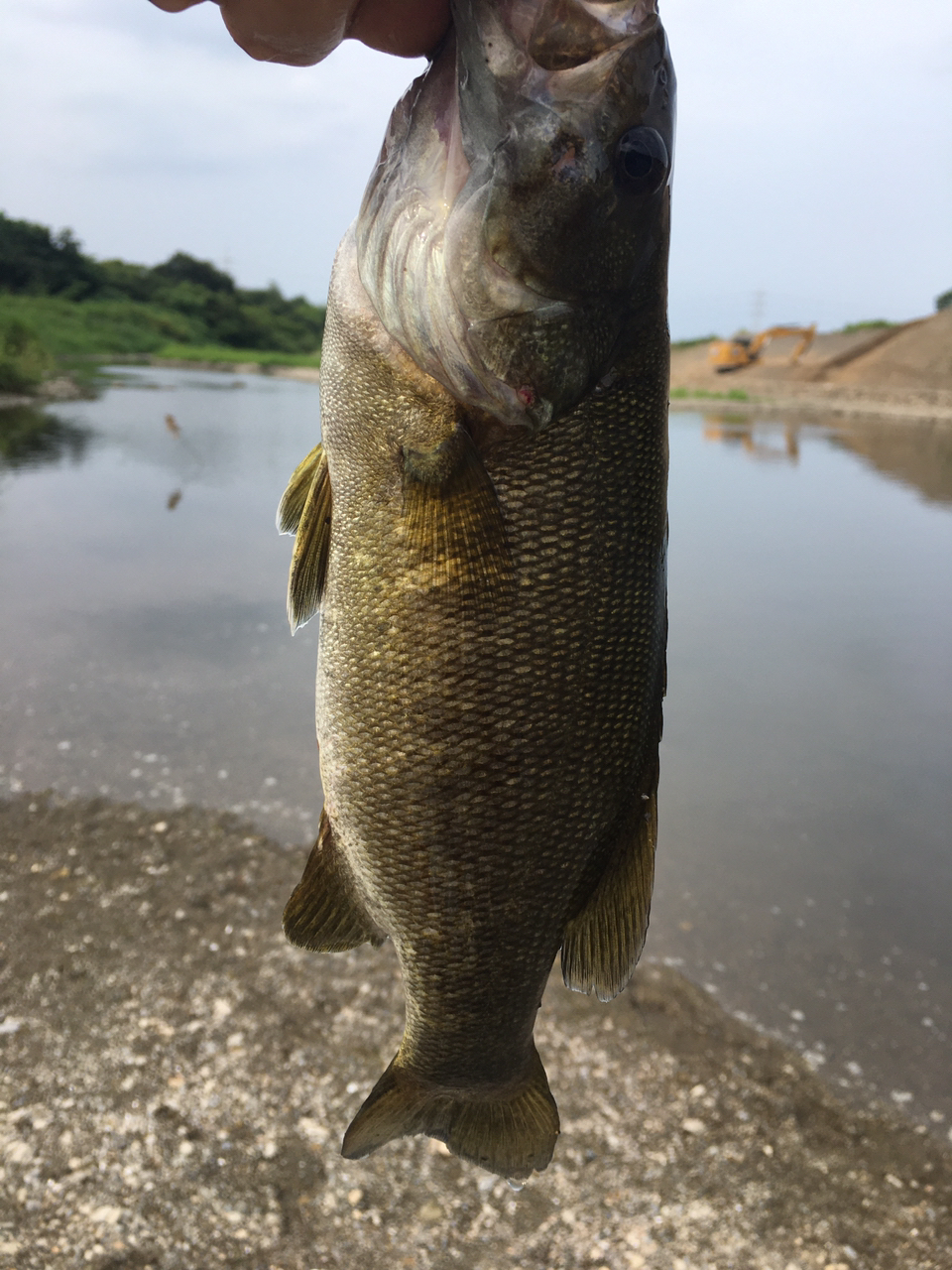 スモールマウスバス