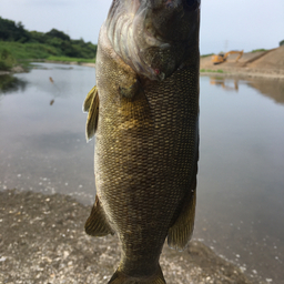 スモールマウスバス