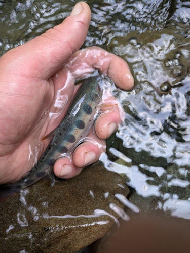 ヤマメの釣果