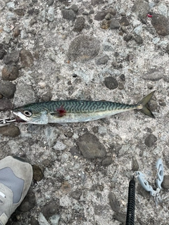 サバの釣果