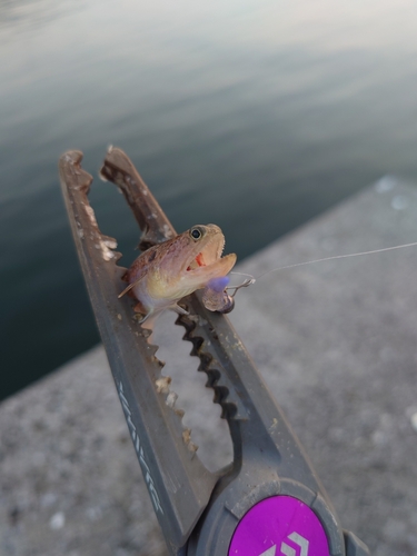 エソの釣果