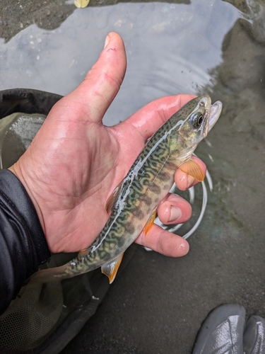 カワサバの釣果