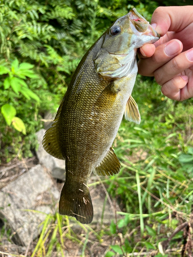 スモールマウスバスの釣果