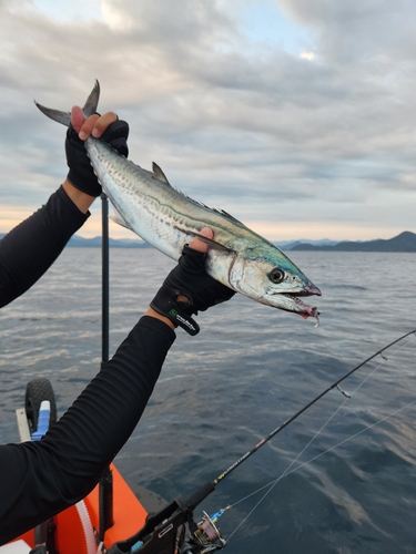 サワラの釣果