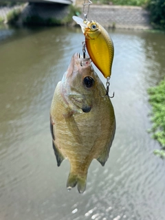 ブルーギルの釣果