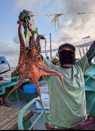 マダコの釣果