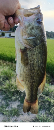 ブラックバスの釣果