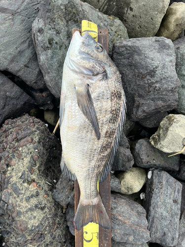 クロダイの釣果