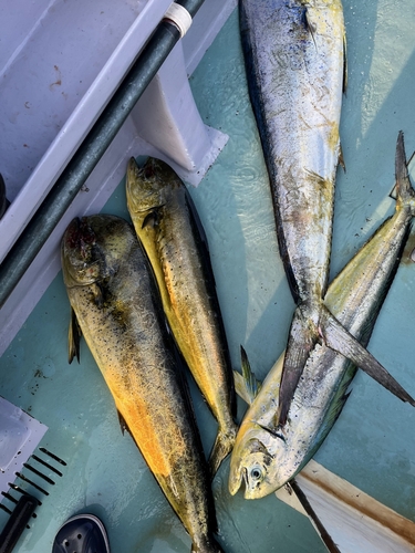 シイラの釣果