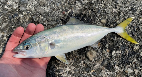 ワカシの釣果