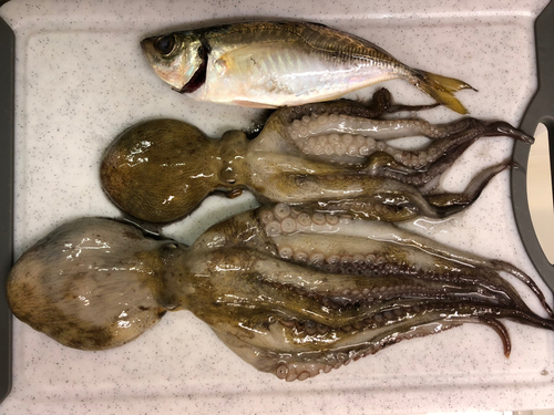 タコの釣果