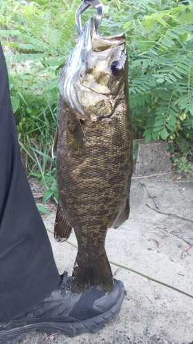 スモールマウスバスの釣果