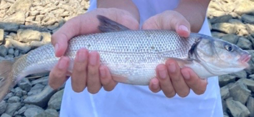 ニゴイの釣果