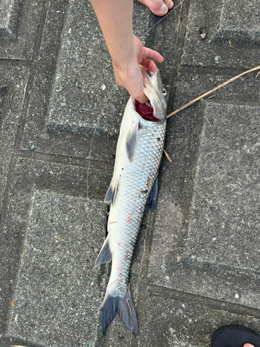 ニゴイの釣果