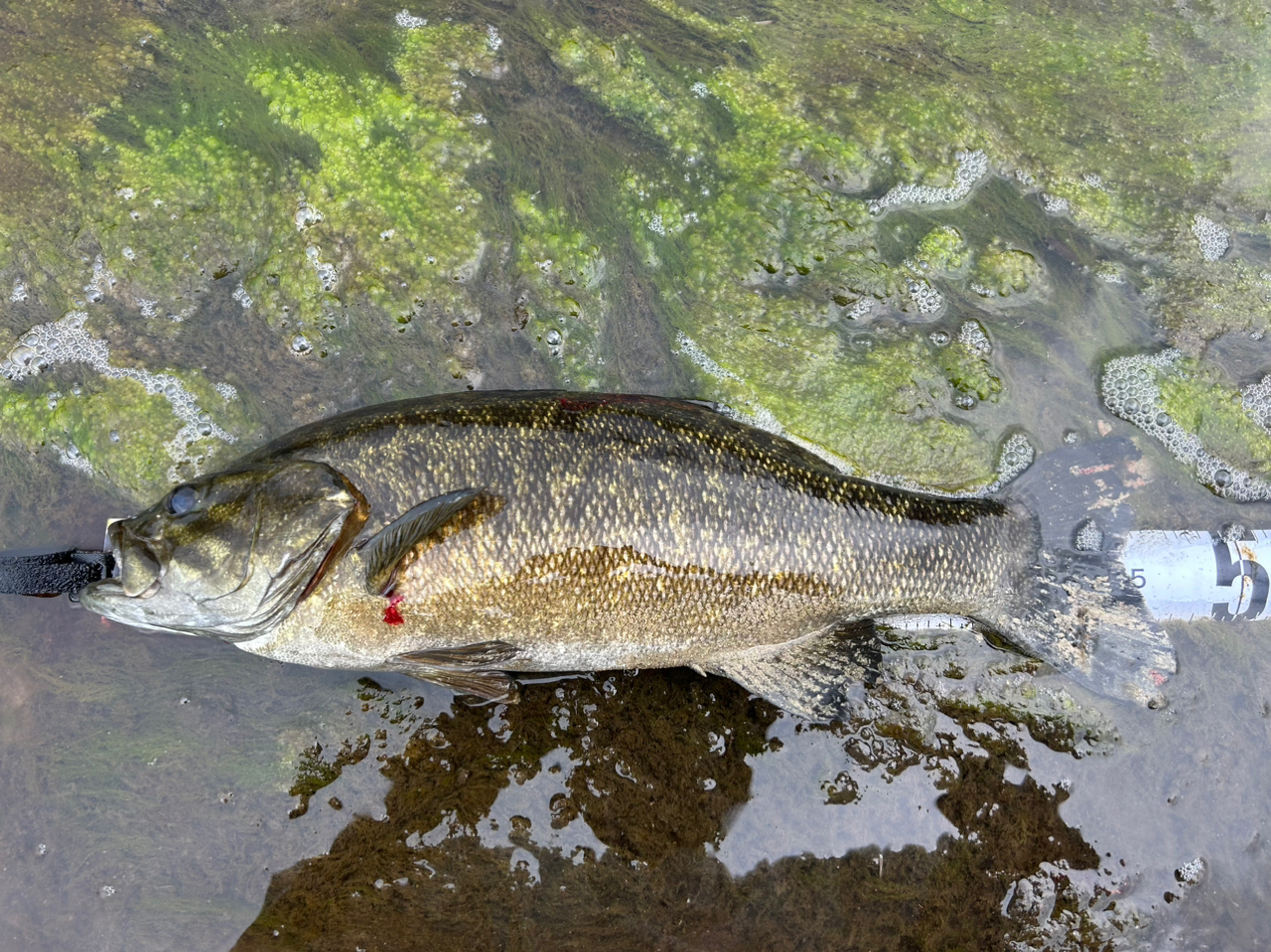 スモールマウスバス