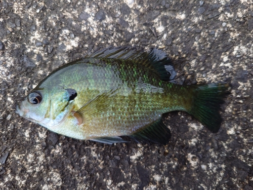 ブルーギルの釣果