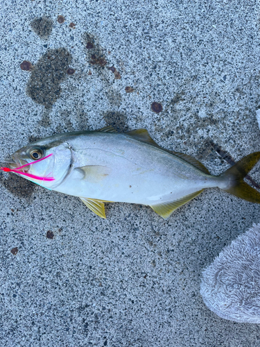 ハモの釣果