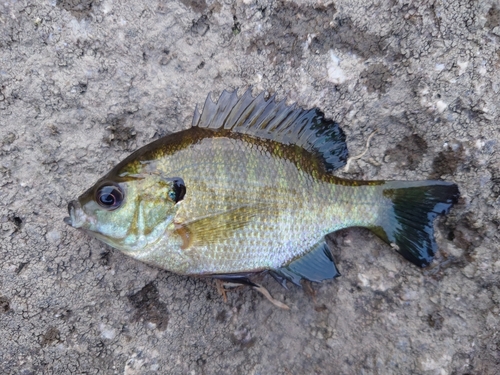 ブルーギルの釣果