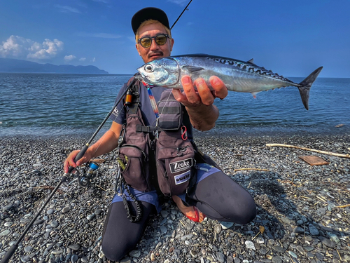 マルソウダの釣果