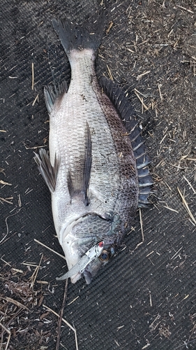 チヌの釣果