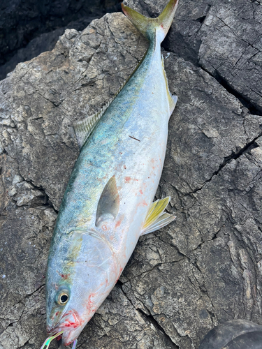 イナダの釣果