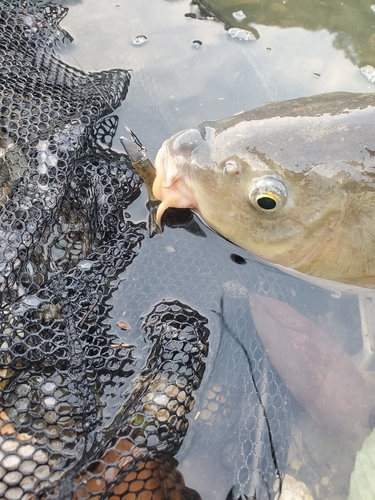 コイの釣果