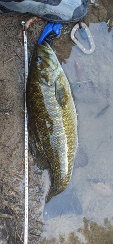 スモールマウスバスの釣果