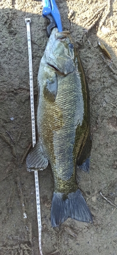 スモールマウスバスの釣果