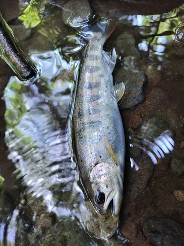 アマゴの釣果