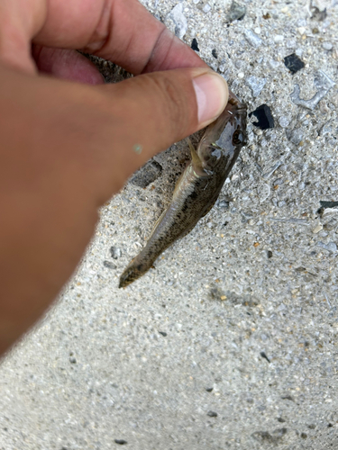 マハゼの釣果