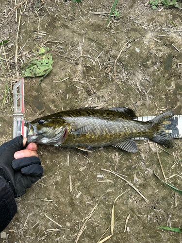 スモールマウスバスの釣果