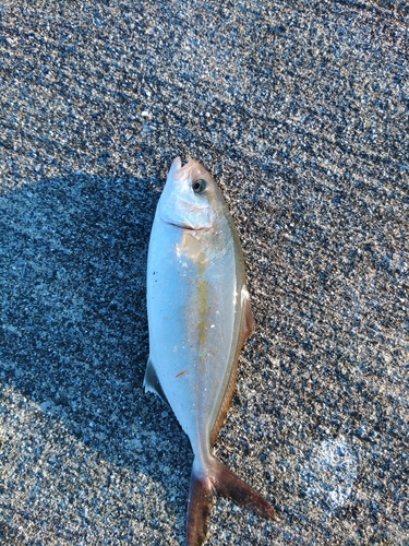 ショゴの釣果