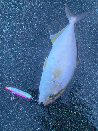 ショゴの釣果