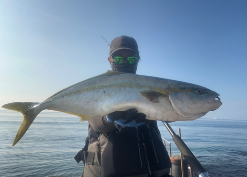 ヒラスの釣果