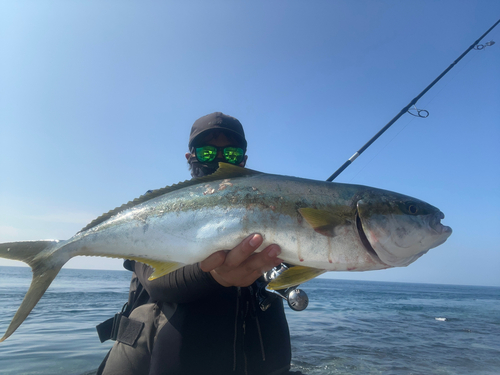 ヒラスの釣果