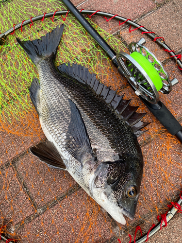 チヌの釣果