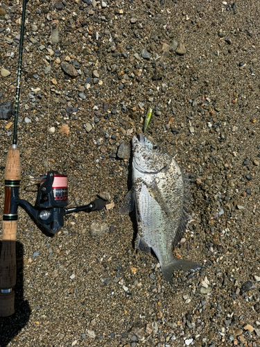 ミナミクロダイの釣果