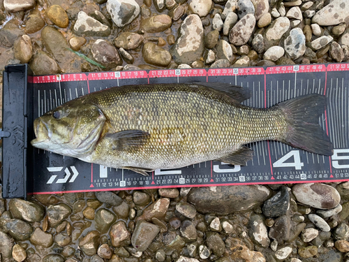 スモールマウスバスの釣果