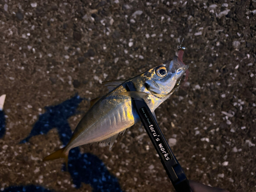 マアジの釣果